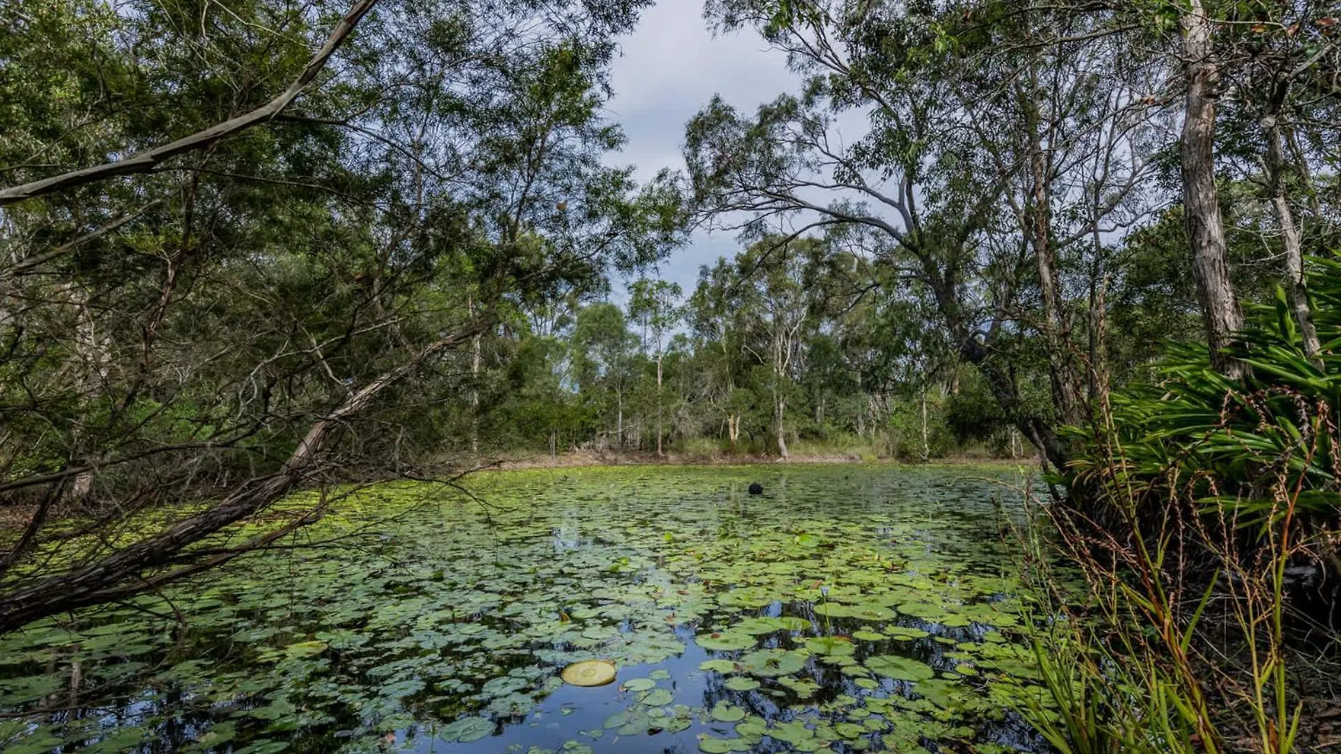 Green Dragon - Large Pet-Friendly Home With Pool & Beautiful Bushland In Agnes Water