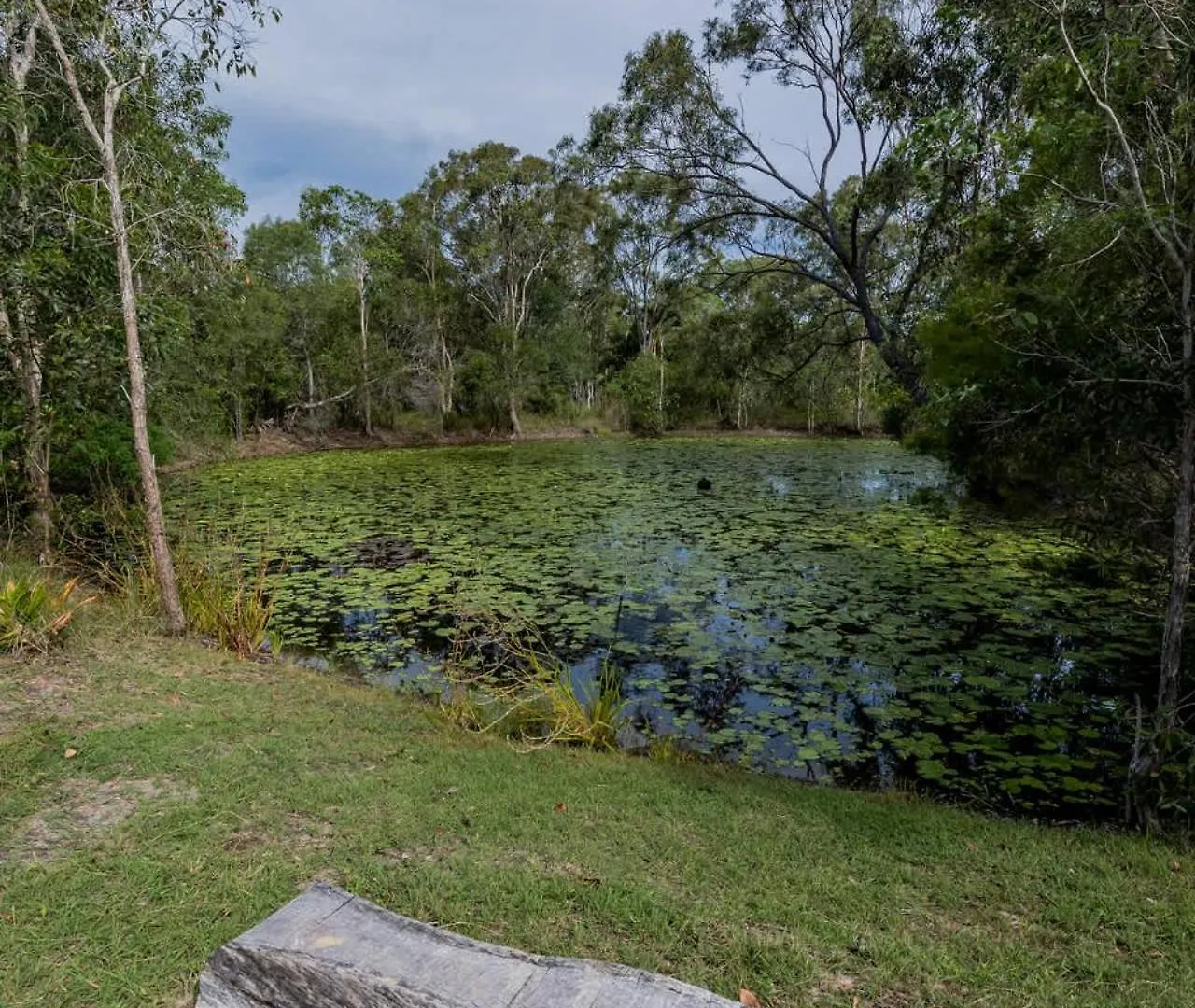Green Dragon - Large Pet-Friendly Home With Pool & Beautiful Bushland In Agnes Water
